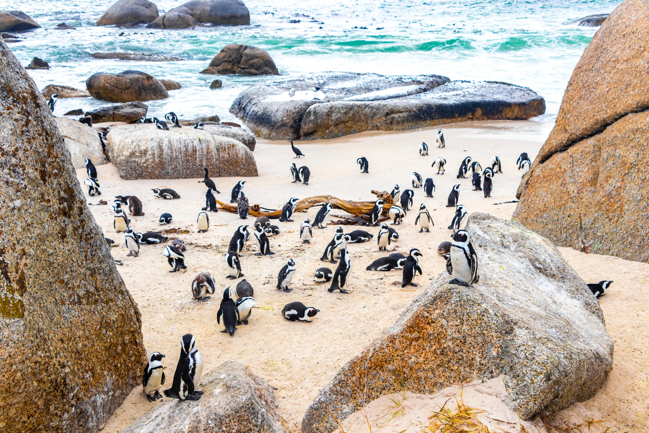 Boulders Beach 非洲企鵝海岸